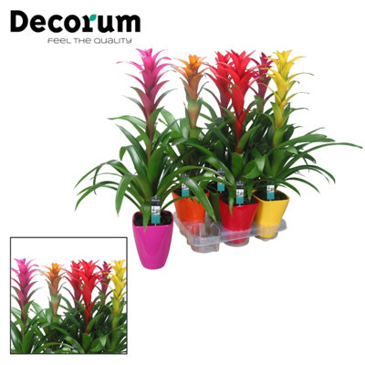 Guzm Mixed Maxima Ceramic, 14cm Pot Size, 60cm Tall, Guzmania, Indoor ...