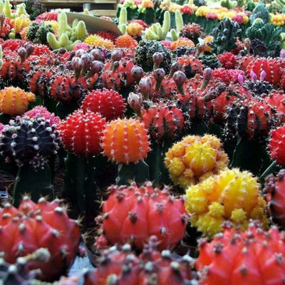Gymnocalycium mihanovichii in 10.5cm Pot - Colourful Moon Cactus - Indoor Plants