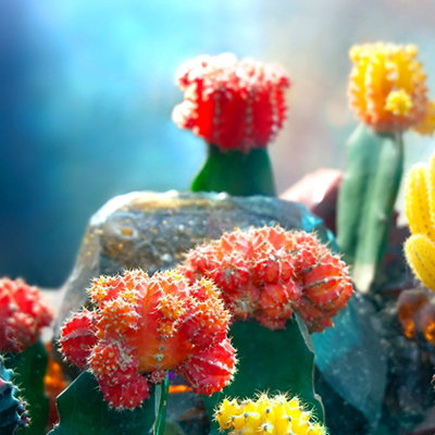 Gymnocalycium mihanovichii in 10.5cm Pot - Colourful Moon Cactus - Indoor Plants - 3