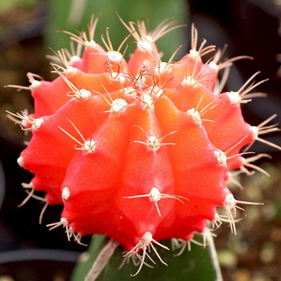 Gymnocalycium mihanovichii in 10.5cm Pot - Colourful Moon Cactus - Indoor Plants - 5