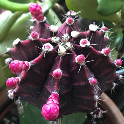 Gymnocalycium mihanovichii in 10.5cm Pot - Colourful Moon Cactus - Indoor Plants - 6