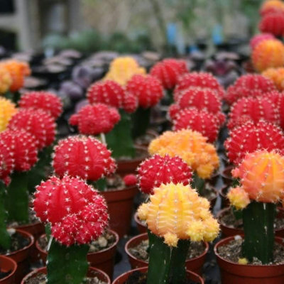 Gymnocalycium mihanovichii in 10.5cm Pot - Colourful Moon Cactus - Indoor Plants - 7