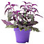 Gynura aurantiaca Purple Passion - Indoor House Plant for Home Office, Kitchen, Living Room - Potted Houseplant (10-20cm)