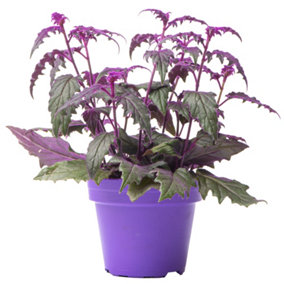 Gynura aurantiaca Purple Passion - Indoor House Plant for Home Office, Kitchen, Living Room - Potted Houseplant (10-20cm)