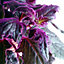 Gynura Purple Passion - Houseplant in 15cm Pot, Indoor Velvet Plant for Small Spaces (10-20cm Height Including Pot)