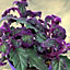 Gynura Purple Passion - Houseplant in 15cm Pot, Indoor Velvet Plant for Small Spaces (10-20cm Height Including Pot)