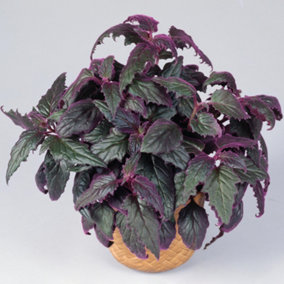 Gynura Purple Passion - Houseplant with Unique Leaves, Indoor Velvet Plant for Home Office in 15cm Pot (10-20cm)