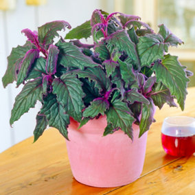 Gynura Purple Passion Velvet Plant - Indoor Plant for Home, Office, Unique Evergreen Houseplant (10-20cm Height Including Pot)