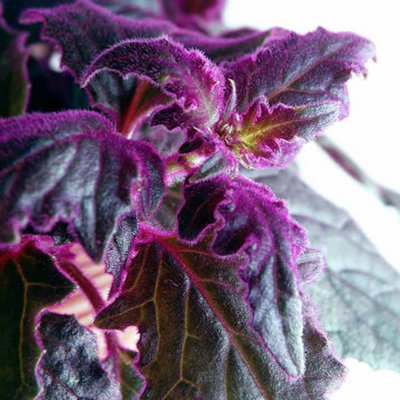 Gynura Purple Passion Velvet Plant - Indoor Plant for Home, Office, Unique Evergreen Houseplant (10-20cm Height Including Pot)