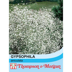 Gypsophila paniculata 1 Seed Packet (600 Seeds)