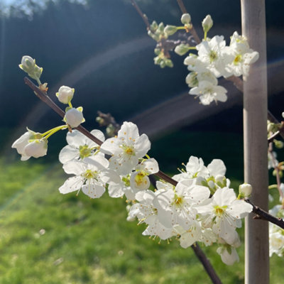 Gypsy Cherry Plum (Prunus domestica) Tree - 12Ltr Potted
