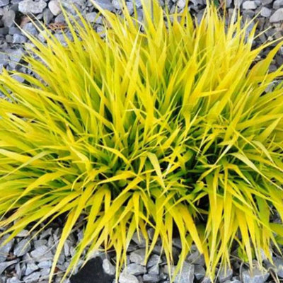 Hakonechloa All Gold - Golden-Yellow Foliage, Hardy Shrub, Low ...