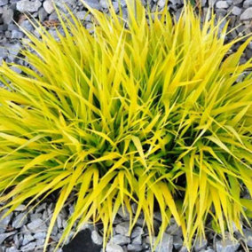 Hakonechloa All Gold - Golden-Yellow Foliage, Hardy Shrub, Low Maintenance (20-30cm Height Including Pot)