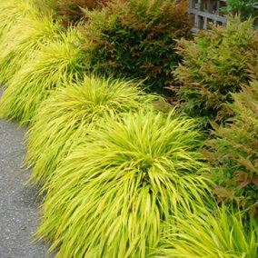 Hakonechloa Macra All Gold in 9cm Pot - Semi-Evergreen Variegated Grass