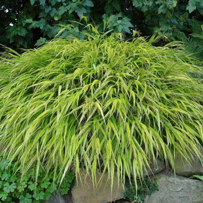 Hakonechloa Macra Aureola 9cm Potted Plant x 3