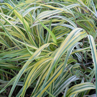 Hakonechloa macra 'Aureola': Shade-Loving Beauty with Variegated Foliage (15-25cm)