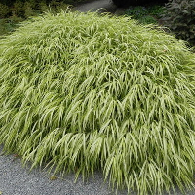 Hakonechloa macra 'Aureola': Shade-Loving Beauty with Variegated Foliage (15-25cm)