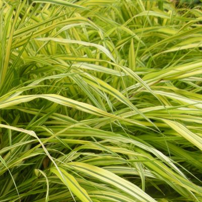 Hakonechloa macra 'Aureola': Shade-Loving Beauty with Variegated Foliage (15-25cm) - 3