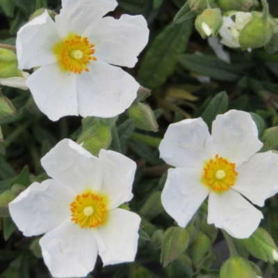 Halimiocistus Sahucii Garden Plant - White and Yellow Flowers, Drought-Tolerant, Compact Size (10-30cm Height Including Pot)