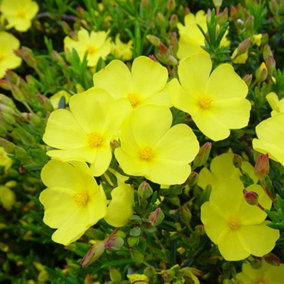 Halimium Libanotis Garden Plant - Golden Yellow Blooms, Compact Size, Hardy (15-30cm Height Including Pot)