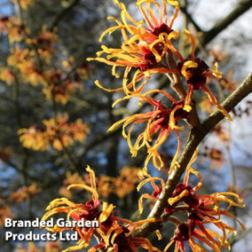 Hamamelis intermedia Orange Beauty 9cm Potted Plant x 1