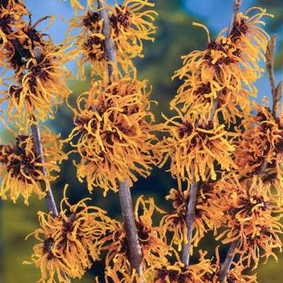 Hamamelis Orange Beauty, Witch Hazel Shrub Plant for UK Gardens (15-25cm Height Including Pot)