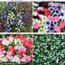 Hanging Basket Collection - 72 plants - Summer Garden Colour