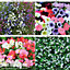 Hanging Basket Collection - 72 plants - Summer Garden Colour