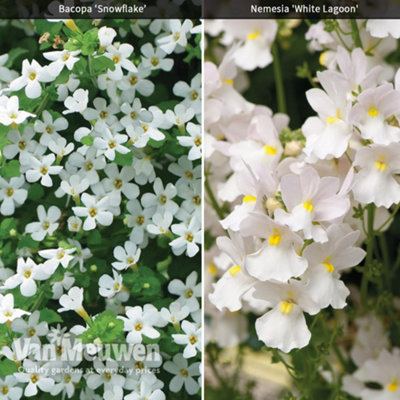 Hanging Basket White Duo 20 PostiPlug Plants (10 each Bacopa