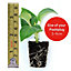 Hanging Basket White Duo 20 PostiPlug Plants (10 each Bacopa Snowflake Nemesia Nesia Marito White)