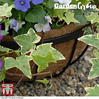 Hanging Garden Basket Coco Liner for 30cm 4x Baskets by Thompson and Morgan (4)