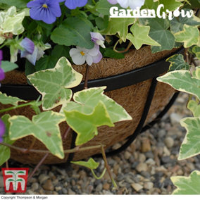 Hanging Garden Basket Coco Liner for 30cm 4x Baskets by Thompson and Morgan (4)