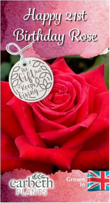 Happy 21st Birthday Rose Bush - Gift Wrapped with Huge Bow - Give a ...