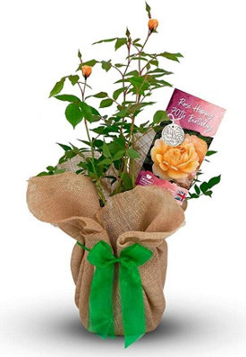 Happy 70th Birthday Rose Bush Gift Wrapped- Plant Gift Perfect for Gardeners