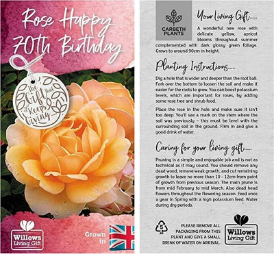 Happy 70th Birthday Rose Bush Gift Wrapped- Plant Gift Perfect for Gardeners - 4