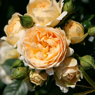 Happy Birthday Patio Rose Bush Small Clustering Yellow Flowers 4L Pot ...