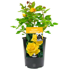 Happy Birthday Yellow Rose - Outdoor Plant, Ideal for Gardens, Compact Size