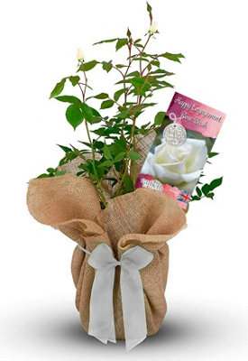 Happy Engagement Rose Bush Gift Wrapped - Plant Gift