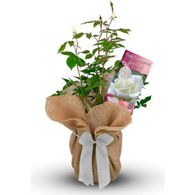 Happy Engagement Rose Bush Gift Wrapped - Plant Gift