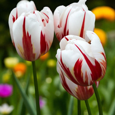 Tulip Experience Amsterdam | Magische tulpentuin, museum en plukkerij