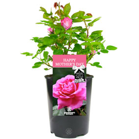 Happy Mother's Day Pink Rose - Outdoor Plant, Ideal for Gardens, Compact Size