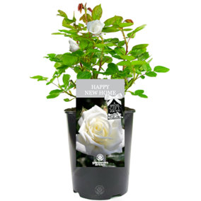 Happy New Home White Rose - Outdoor Plant, Ideal for Gardens, Compact Size