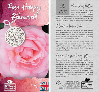 Happy Retirement Rose Bush Gift Wrapped - Help A Colleague Or Friend Celebrate - 4