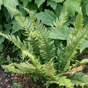 Hard Shield Fern Polystichum Aculeatum Hardy Outdoor Ferns Jungle Plant 2L Pot