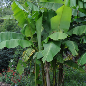 Hardy Banana - Musa basjoo 10.5cm Potted Plant x 2
