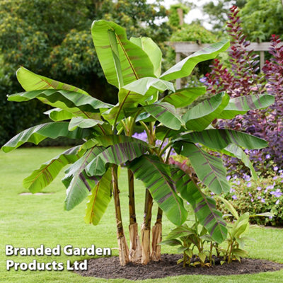 Hardy Banana - Musa Ever Red - 9cm Potted Plant x 1