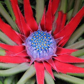 Hardy Bromeliad Fascicularia bicolour Plant in 1L pot