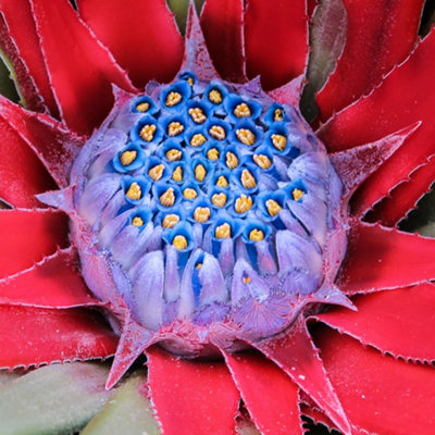 Hardy Bromeliad Fascicularia bicolour Plant in 1L pot