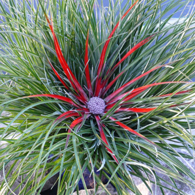 Hardy Bromeliad Fascicularia bicolour Plant in 1L pot - 3