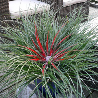 Hardy Bromeliad Fascicularia bicolour Plant in 1L pot - 4